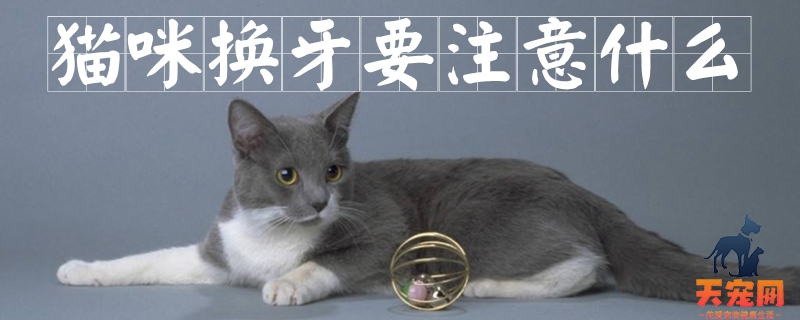 猫咪换牙要注意什么