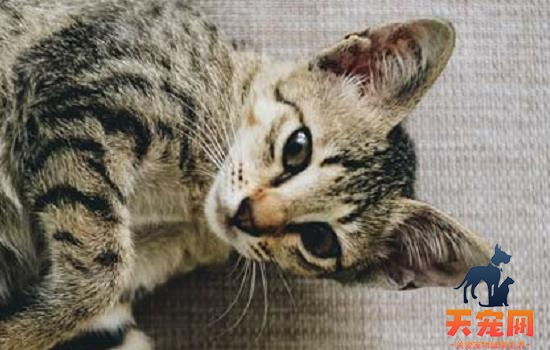 猫肛门有黑色硬物 主人要小心肛门腺发炎哦！
