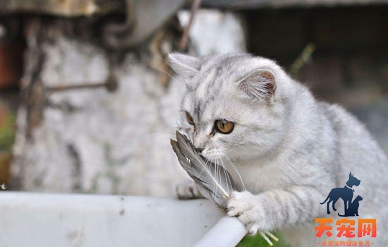 猫吃鱼油的好处 猫吃鱼油有什么好处
