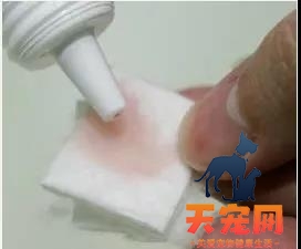 猫的耳朵怎么清理 图解三步骤轻松清理猫耳朵
