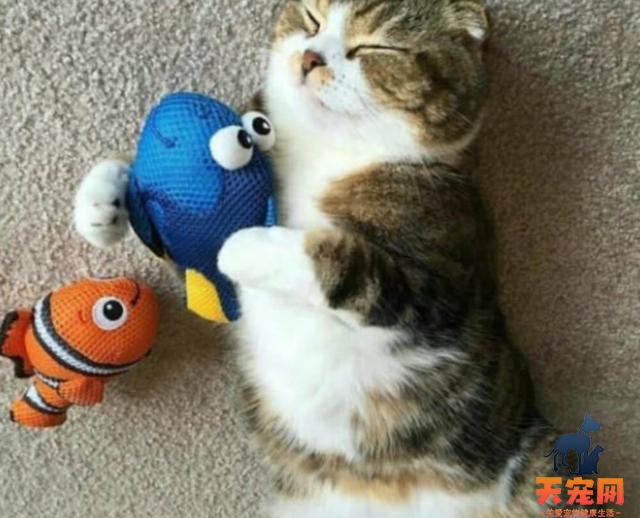 猫为什么喜欢鱼玩具 天生对鱼感兴趣