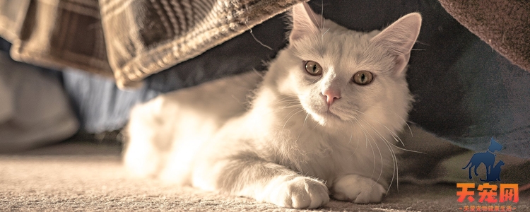 猫冬天会不会没有精神 猫咪冬季也会犯困？