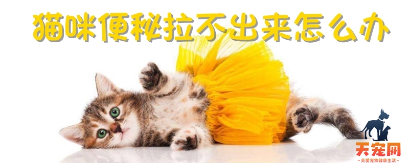 猫咪便秘拉不出来怎么办