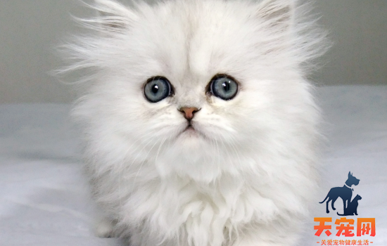 猫胺是什么 猫鼻支就是用猫胺来进行改善治疗啊！