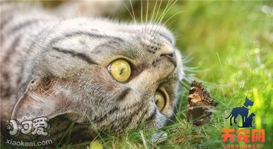 怎样正确给猫咪清理耳朵 给猫咪清理耳螨要注意什么