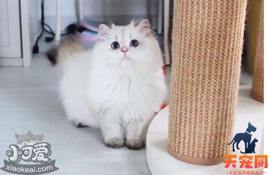 自制猫饭真的合适吗 猫的身体究竟适不适合自制猫饭