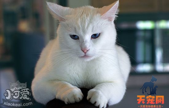 猫会中暑的原因 猫耐热但不等于不会中暑