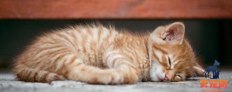 猫冬天睡地上会着凉吗 别以为猫就不怕冷！猫冬天睡地上会着凉吗 别以为猫就不怕冷！