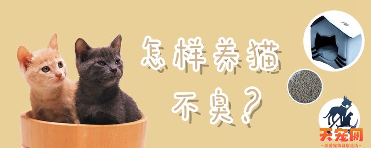 怎样养猫不臭