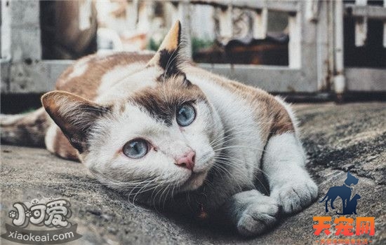 猫咪突然呕吐是为什么 猫咪呕吐的原因有哪些