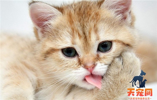 猫打疫苗吐黄水 猫咪打疫苗有哪些注意事项完