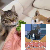 猫吃干粮和湿粮有什么区别 吃干粮好还是湿粮好