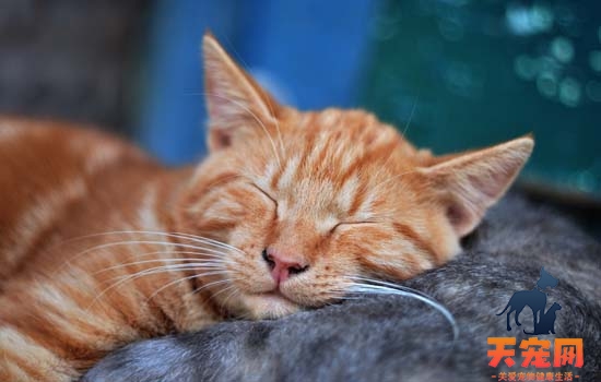 为什么猫喜欢挨人睡觉
