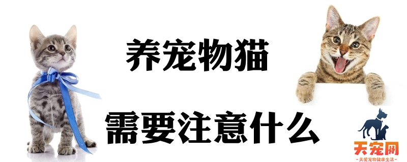 养宠物猫需要注意什么