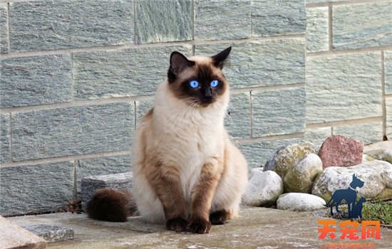 为什么猫毛没有光泽 给猫频繁洗澡真的好吗