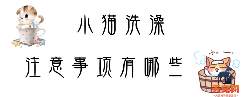 小猫洗澡注意事项有哪些