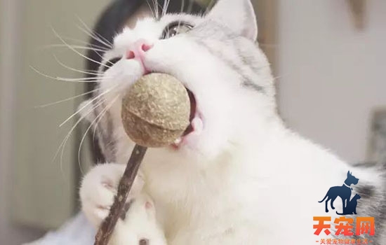 小猫吃小米粥坏处 长期喂小米粥是嫌小猫营养太好？