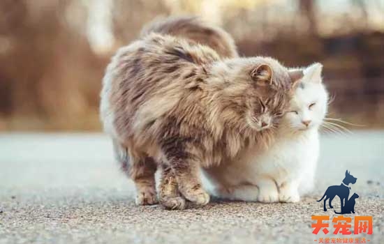 猫为什么会有黑下巴 猫也会有粉刺黑头？