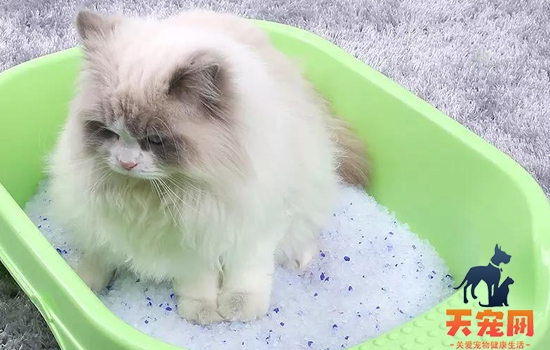 猫砂盆放在家里哪个位置好 猫砂盆摆放有讲究