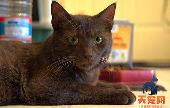 猫为什么用后脚蹬主人 猫爱不爱你不要只看这一种方法！