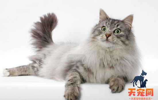 长毛猫背受伤需要剃毛吗 长毛猫受伤别一意孤行的剃毛！