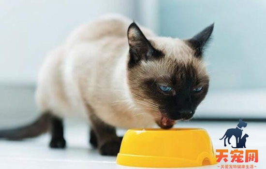 自制幼猫猫粮 一周不重样又营养均衡!