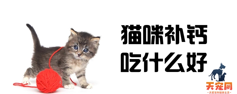 猫咪补钙吃什么好