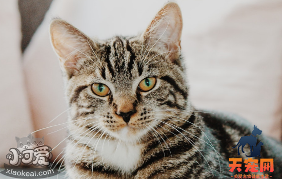 绿萝对猫有毒吗 绿萝对猫有毒吗怎么办