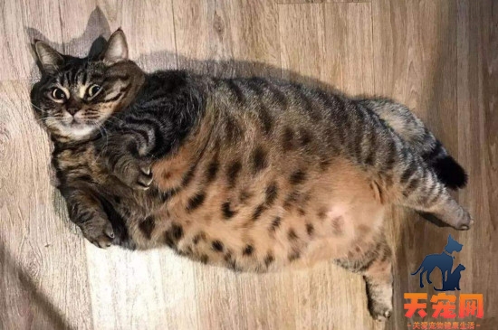 狸花猫吃什么长胖