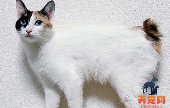 猫咪眼睛的变化 猫咪的眼睛变化原则你都知道了吗？