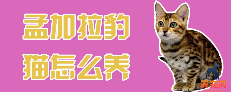 孟加拉豹猫怎么养