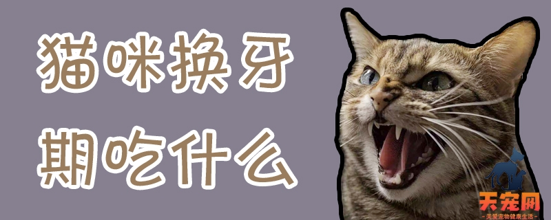 猫咪换牙期吃什么