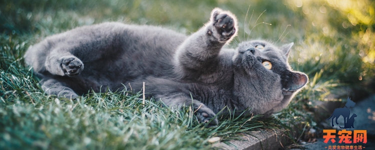 猫咪到底需不需要遛 不是所有的猫都可以遛的！