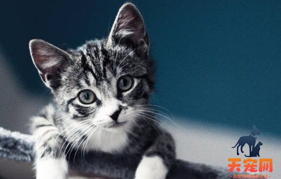 猫发腮的原理 猫发腮是什么原因