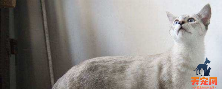 猫咪做完绝育鼻子很干 多观察一下吧！