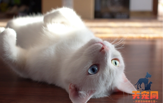 猫打呼噜是什么意思 是和人类一样感到舒服吗?