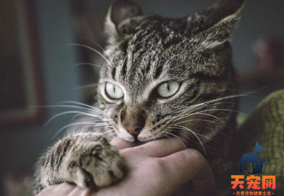 小猫为什么喜欢咬人手指又不真的咬 猫咪是很聪明的