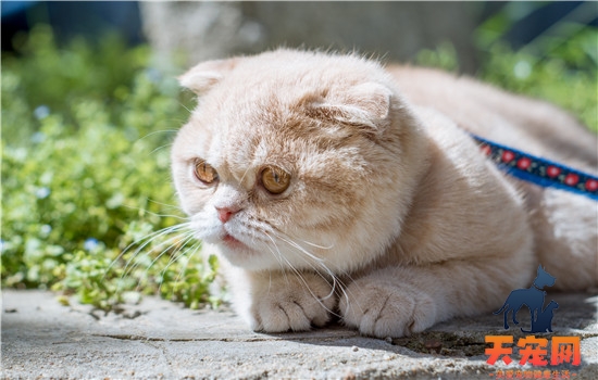 巅峰猫粮怎么样 人家可是猫粮中的“爱马仕”哦！巅峰猫粮怎么样 人家可是猫粮中的“爱马仕”哦！
