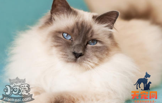 猫害怕的表现 如何辨别猫咪出现害怕症状
