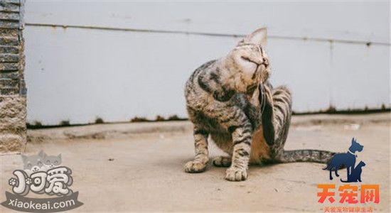猫拉肚子怎么办 猫为什么会拉肚子