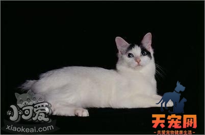 日本短尾猫怎么养 日本短尾猫饲养方法