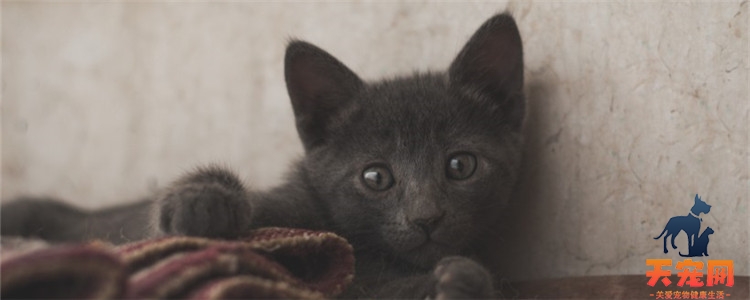 猫咪把自己皮肤挠出血 猫咪为什么要自残？