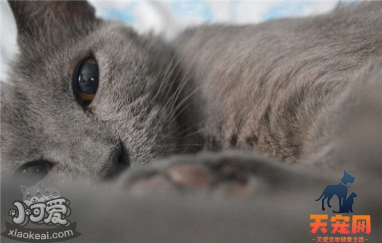 猫口炎是什么 猫口炎的发病原因是什么