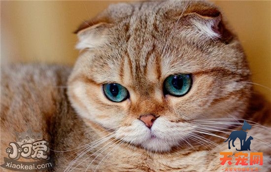 猫咪肥胖怎么减肥 控制猫咪的饭量必不可少