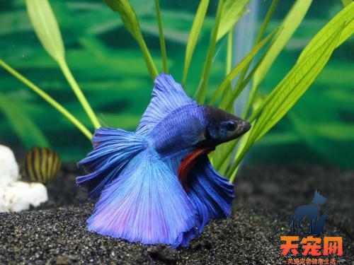斗鱼喜光还是怕光