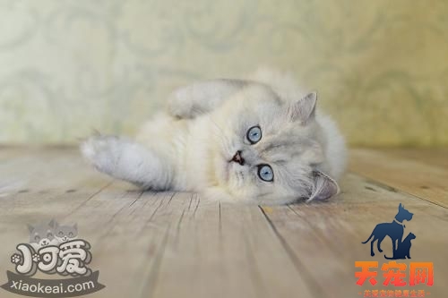 英国长毛猫好养吗 英国长毛猫饲养技巧