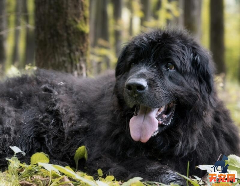 纽芬兰犬不吃东西怎么办