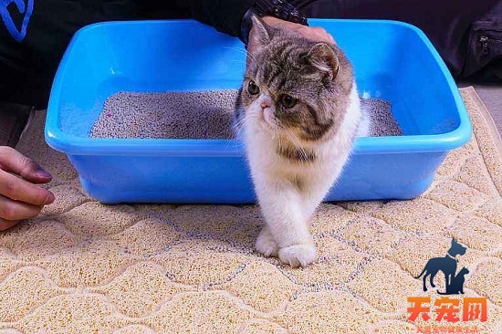 猫砂可以冲进马桶吗