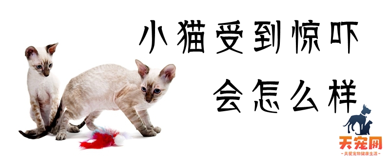 小猫受到惊吓会怎么样