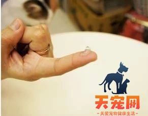 怎么给猫刷牙齿 给猫刷牙需要掌握技巧！